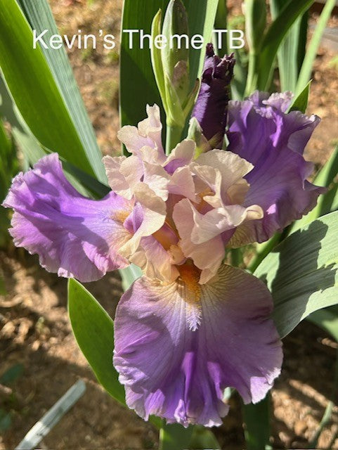 Kevin's Theme TB Iris (Kerr 1993)