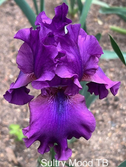 Sultry Mood TB Iris (Schreiner 1989)