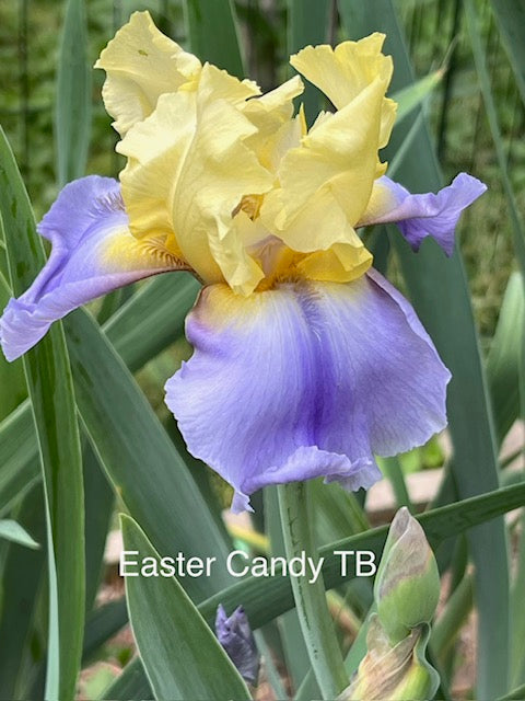 Easter Candy TB Iris (Keppel 2011)