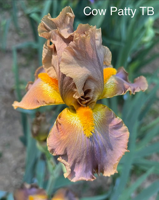 Cow Patty TB Iris (Burseen 2013)