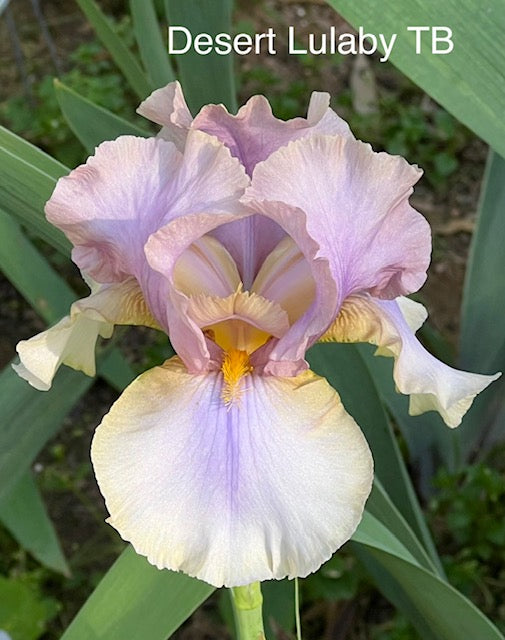 Desert Lulaby TB Iris (Kerr 1995)