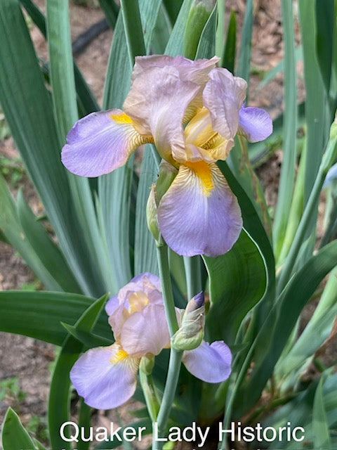 Quaker Lady TB Historical Iris (Farr 1909)