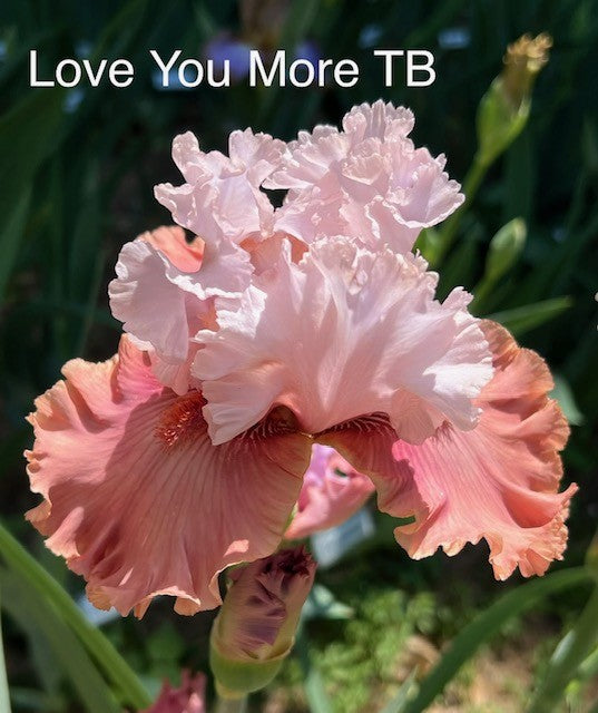 Love You More TB Iris (Johnson 2025)