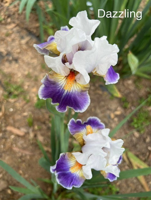 Dazzling IB Iris (Black 2008)