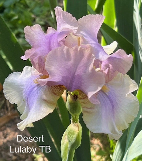 Desert Lulaby TB Iris (Kerr 1995)