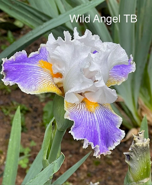 Wild Angel TB Iris (Johnson 2006)