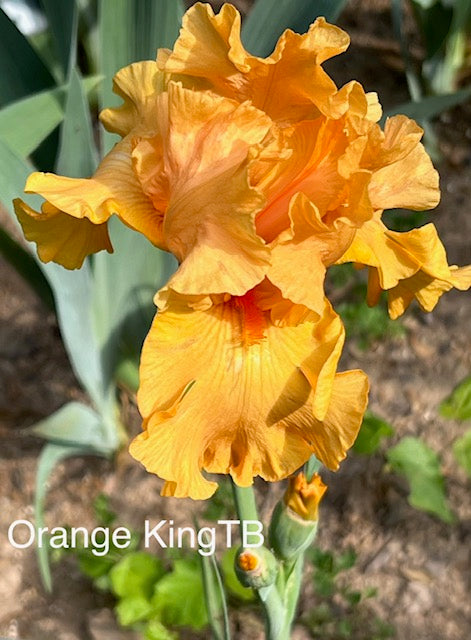 Orange King TB Iris (Schreiner 2008)