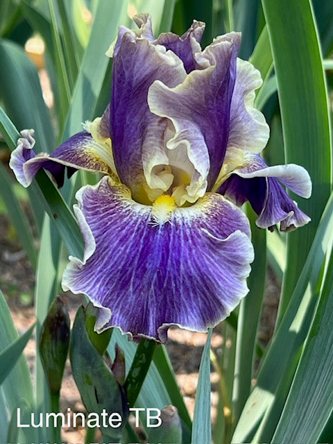 Luminate TB Iris (Sutton 2018)