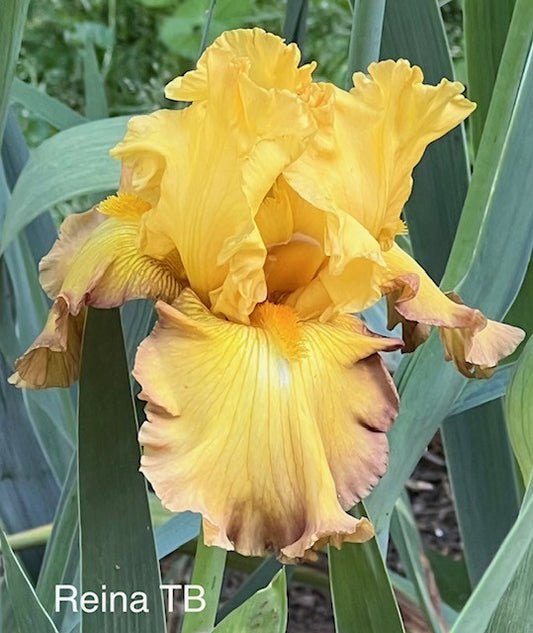 Reina TB Iris (Stout 2020)