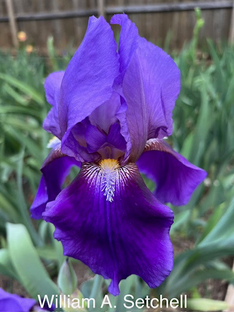 William A. Setchell TB Historic Iris (Brehm 1938)