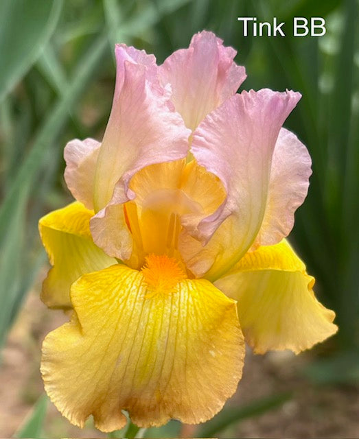 Tink BB Iris (Durrance 1991)