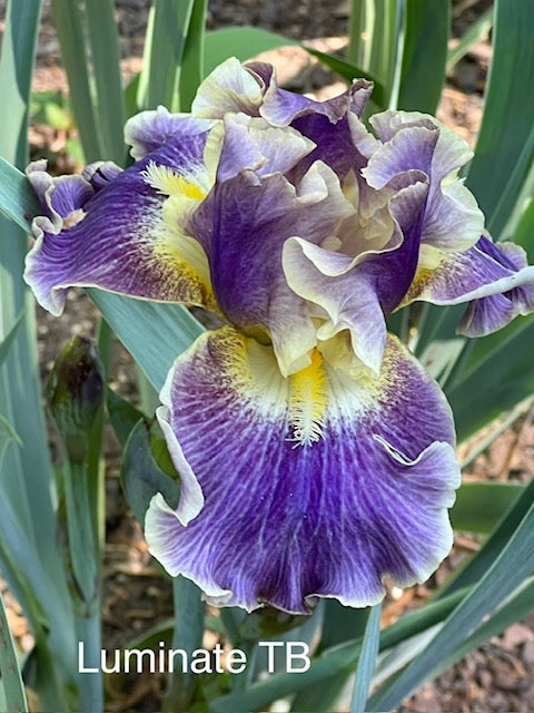Luminate TB Iris (Sutton 2018)