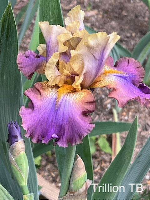 Trillion TB Iris (Bessette 1996)