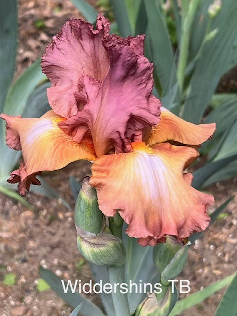 Widdershins TB Iris (Roberts 1999)