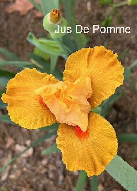 Jus De Pomme IB (Cayeux 2011)