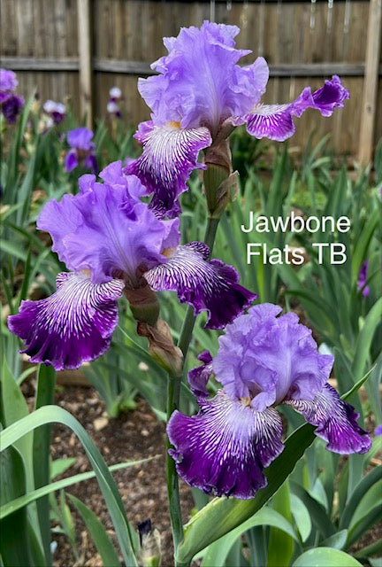 Jawbone Flats TB Iris (Schreiner 2021)