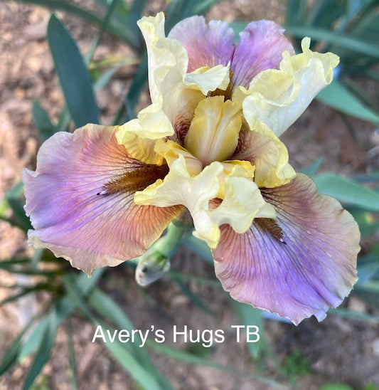 Avery's Hugs TB Space Age Iris (Deaton 2010)