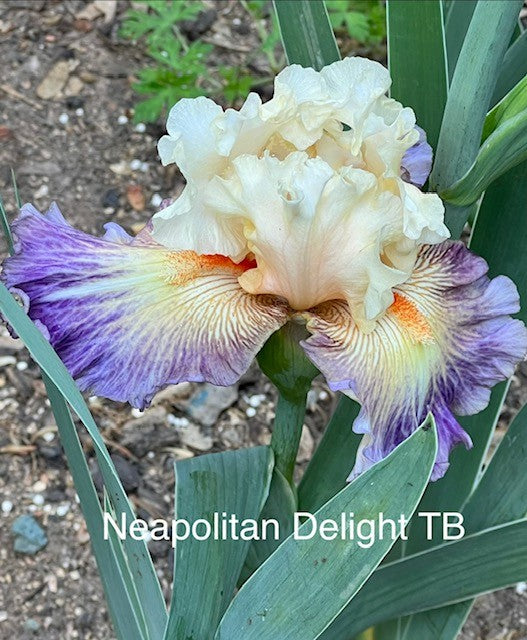 Neapolitan Delight TB Iris (Johnson 2024)