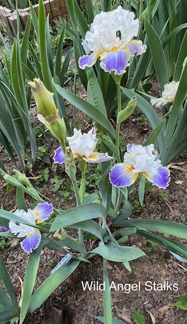 Wild Angel TB Iris (Johnson 2006)