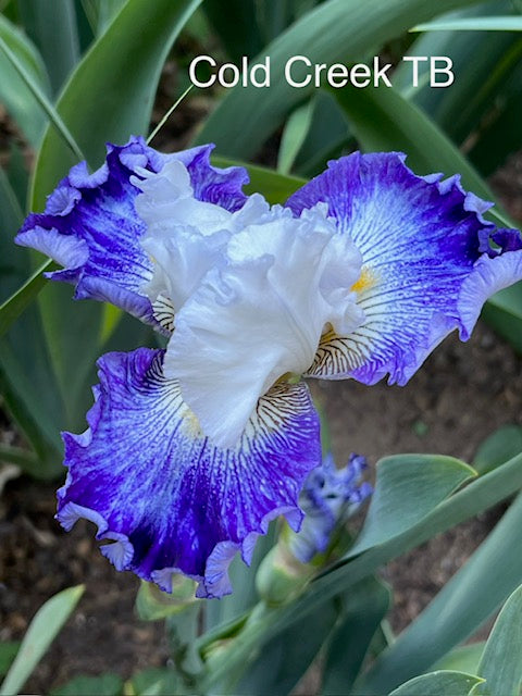 Cold Creek TB Iris (Sutton 2010)