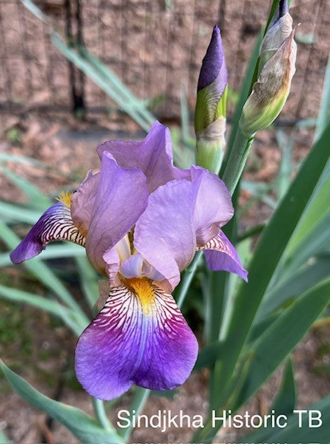 Sindjkha TB Historical Iris 1918 (Sturtevant 1918)