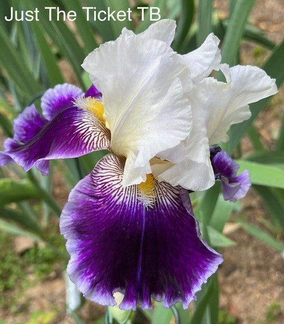 Just The Ticket TB Iris ( Schreiner 2018)