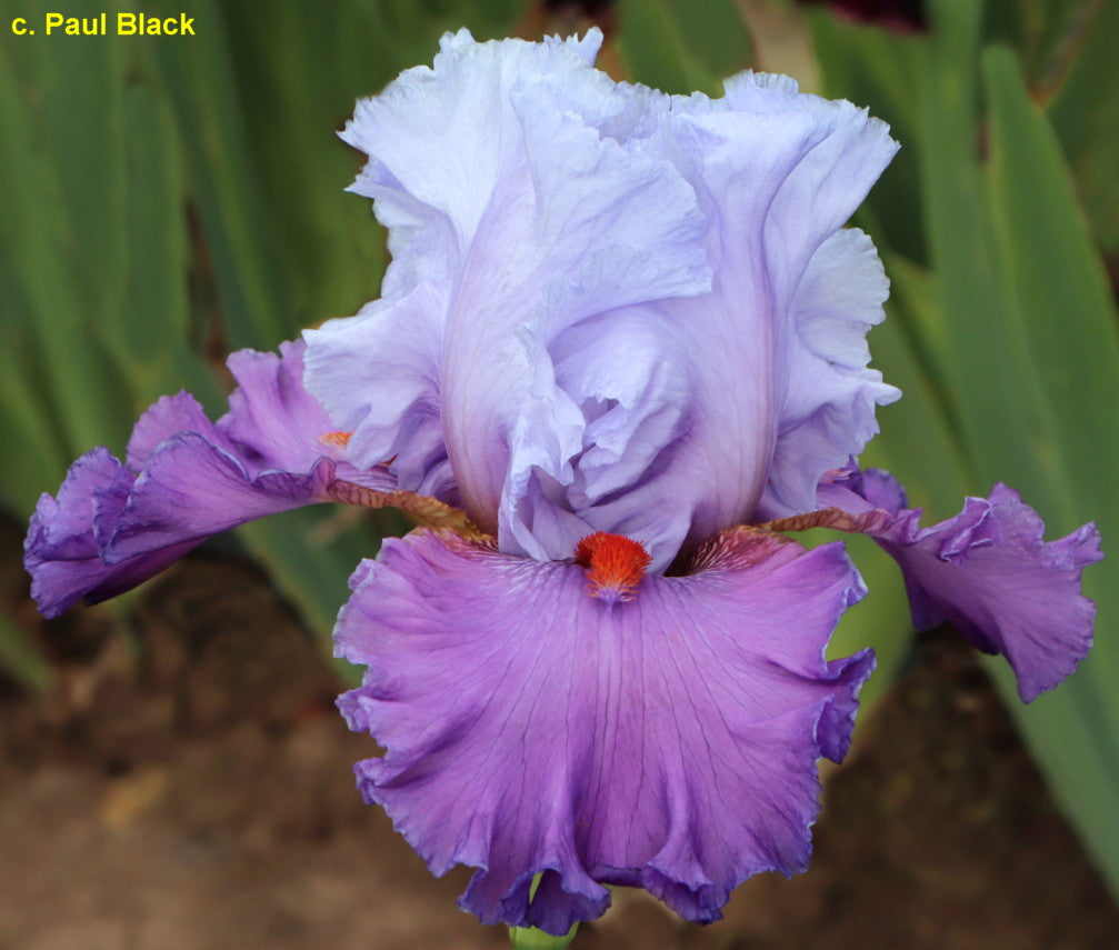 Every Day's A Holiday TB Iris (Black 2023)