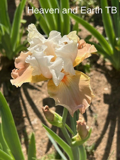 Heaven and Earth TB Iris (Lauer, 2004)