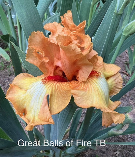 Great Balls of Fire TB Iris (Aitken 2011)