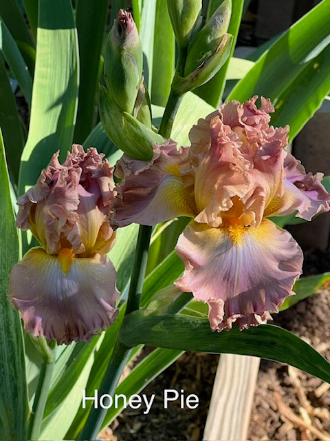 Honey Pie TB Iris (Blyth 2016)