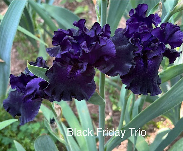 Black Friday TB Iris (Schreiner 2020)