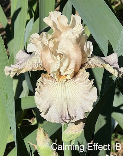 Calming Effect BB Iris (Sutton 2022)