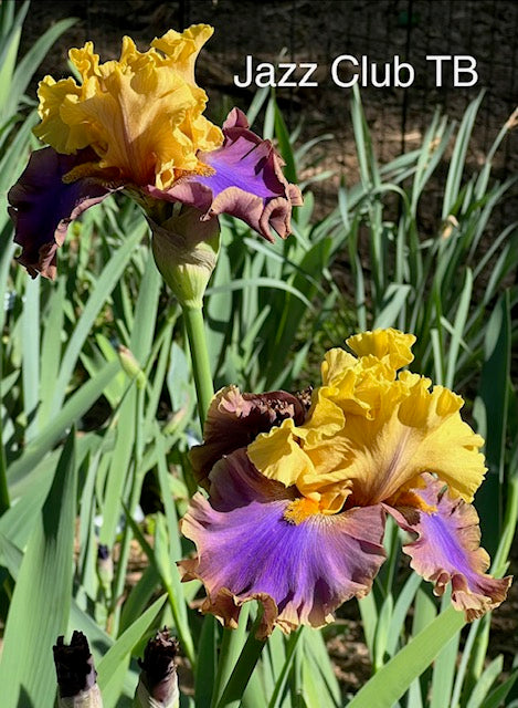 Jazz Club TB Iris (Blyth 2015)
