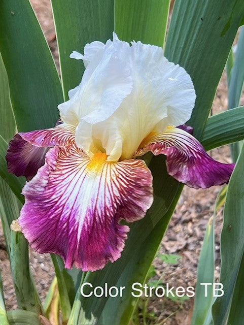Color Strokes TB Iris (Schreiner 2012)