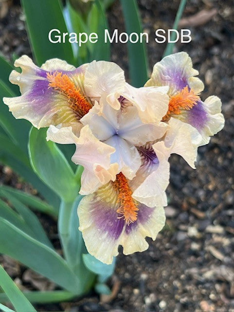 Grape Moon SDB Iris (Black 2022)