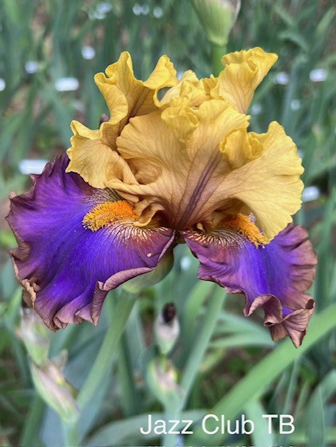 Jazz Club TB Iris (Blyth 2015)