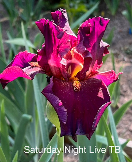Saturday Night Live TB Iris (Schreiner 1996)