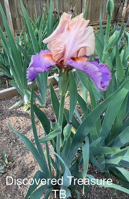 Discovered Treasure TB Iris (Johnson 2005)