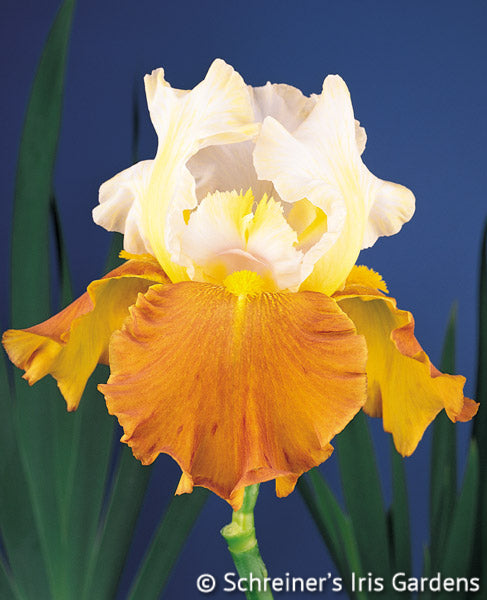 Fall Fiesta TB Iris (Schreiner 1992)
