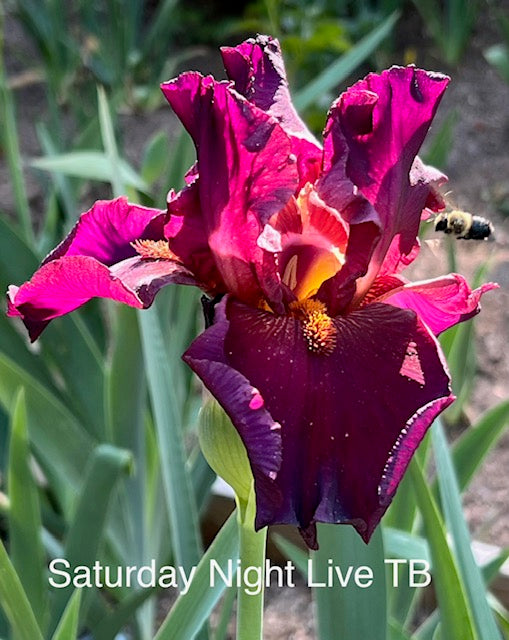 Saturday Night Live TB Iris (Schreiner 1996)