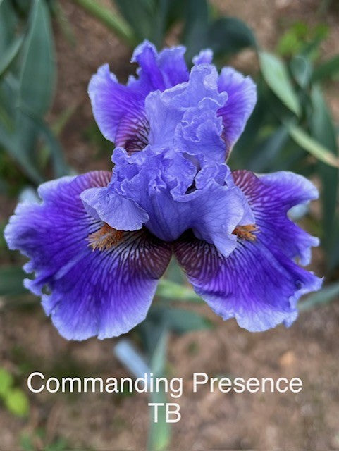 Commanding Presence TB Iris (Black 2013)
