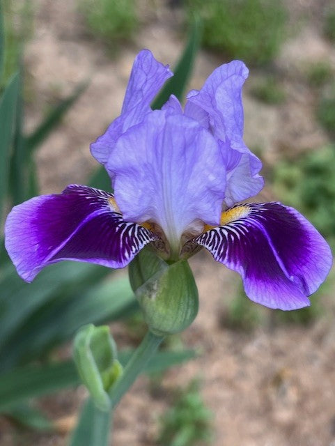 Dividing Line MTB Iris (Bunnell 2004)