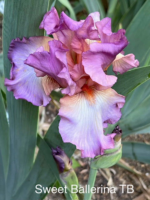 Sweet Ballerina TB Iris (Ernst 1996)