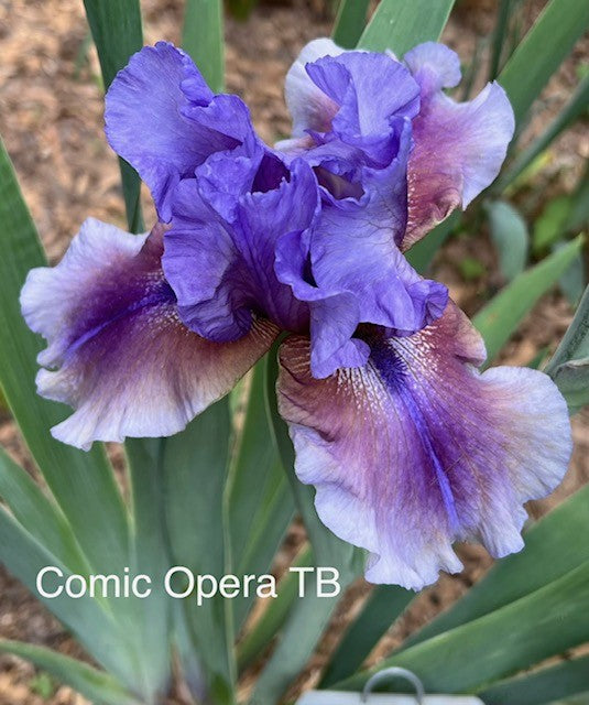 Comic Opera TB Iris (Sutton 2005)
