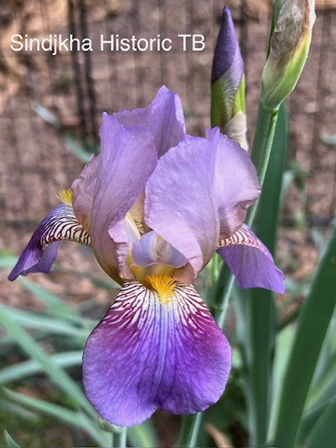 Sindjkha TB Historical Iris 1918 (Sturtevant 1918)