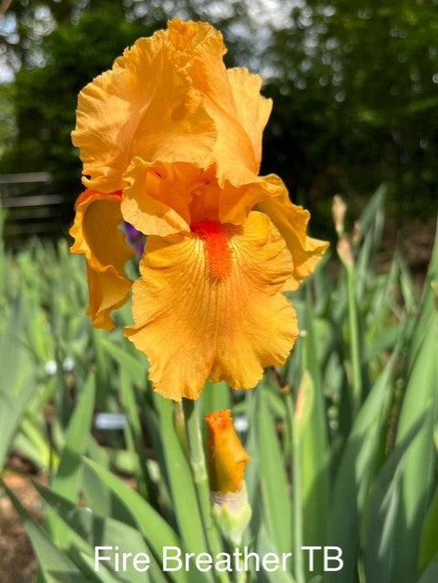 Fire Breather TB Iris (Schreiner 1992)