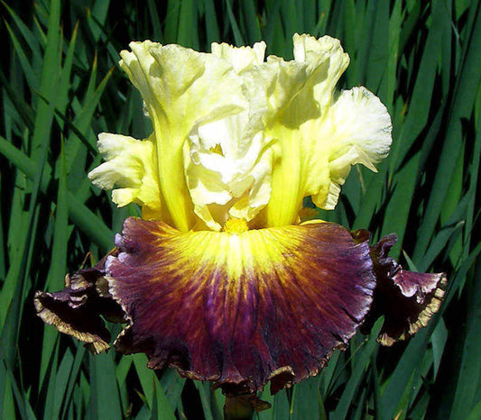 Fusion TB Iris (Sutton 2009)