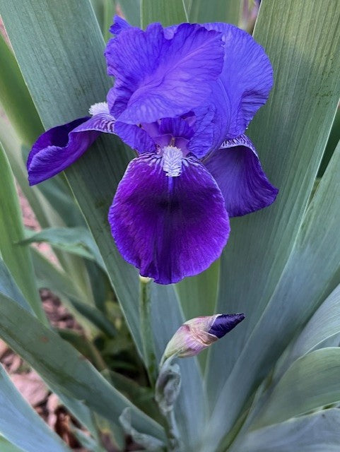 Germanica Vulgaris TB Iris  (Dykes pre 1900)