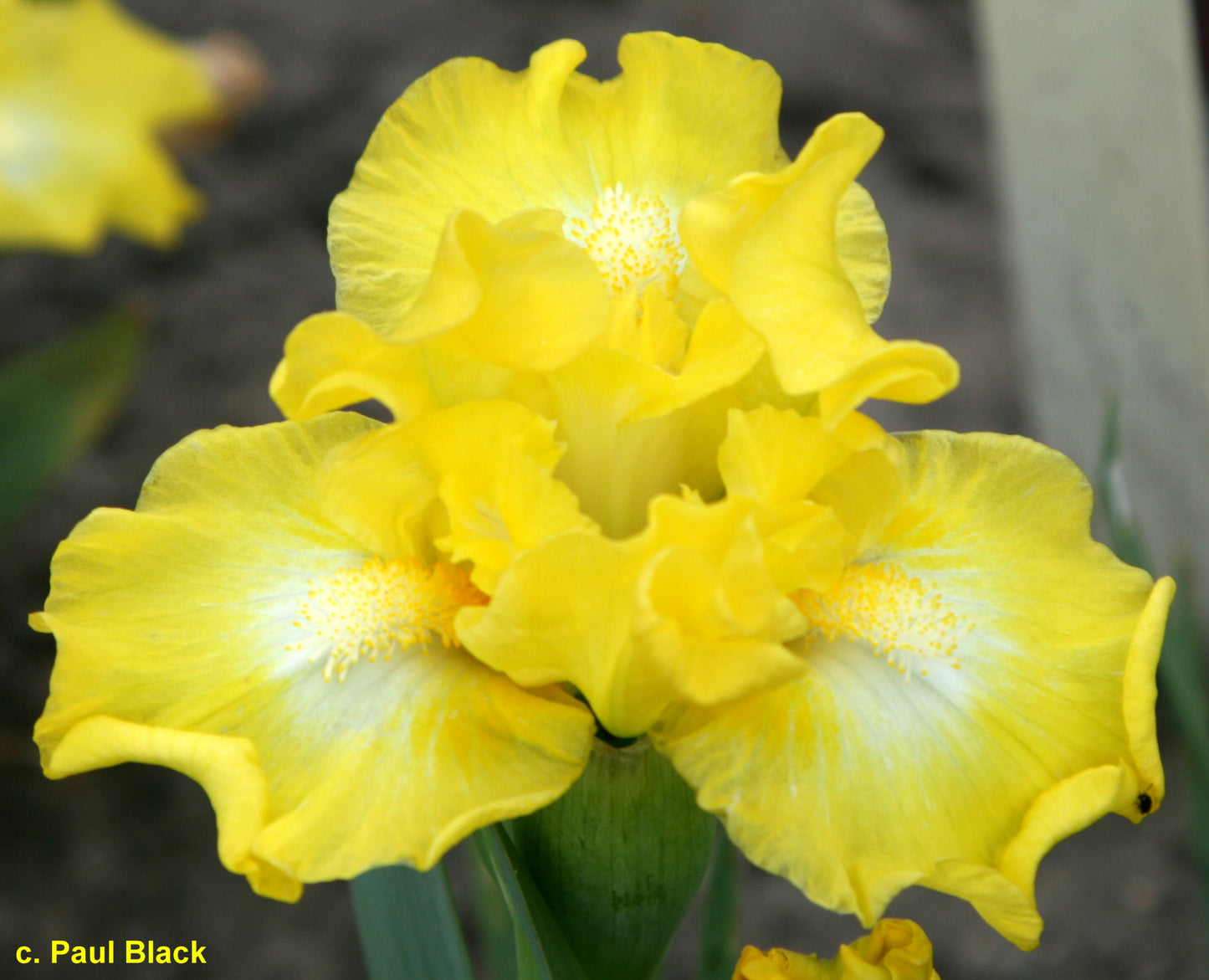 Lust For Lemon SDB Iris (Black 2016)