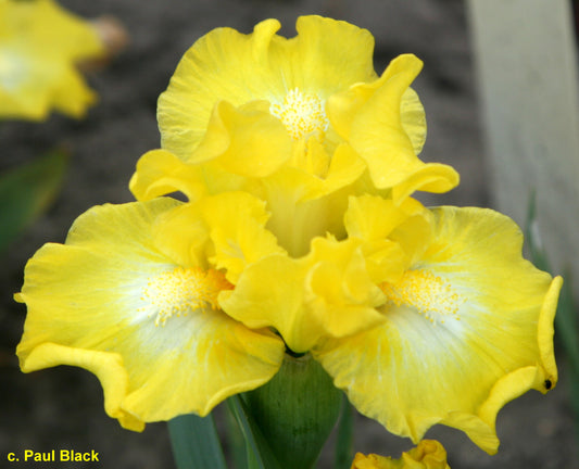 Lust For Lemon SDB Iris (Black 2016)